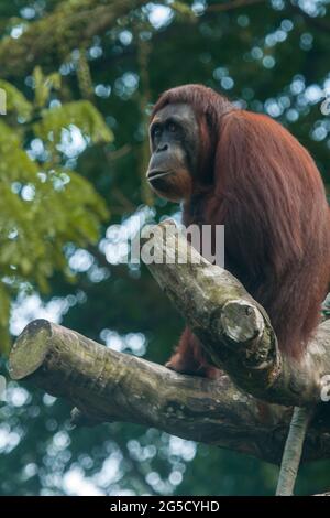 Faccia a faccia con orangutan femminile (orang-utan) nel loro ambiente naturale nella foresta pluviale sull'isola di Borneo (Kalimantan) con alberi fitti Foto Stock