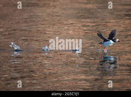 Atlantic Puffin o Common Puffin, Fratercola arctica che decade l'oceano Atlantico vicino a nord dell'area di Cape Dauphin di Cape Breton Island, NS, Canada Foto Stock