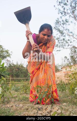 Coltivatore indiano di donna rurale che lavora in campo agricolo Foto Stock