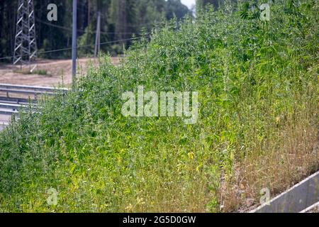 Spessetti di marihuana sul lato della strada. I semi cadono nel suolo quando si scarica roadsides. Foto Stock