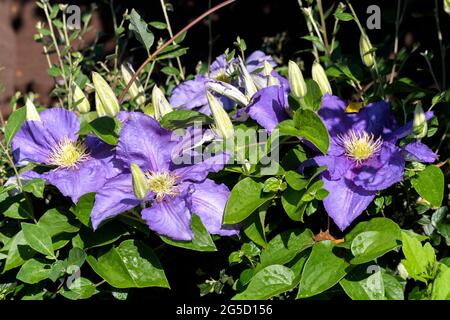 Clematis (Generale Sikorski) illuminato al sole dopo la pioggia Foto Stock