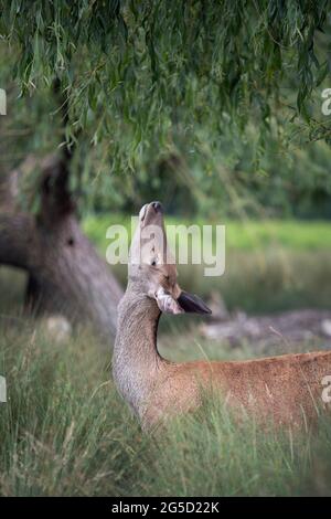 Cervi giovani cercando di raggiungere foglie di albero Foto Stock