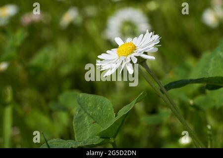 Fiori selvatici Bellis perennis in giardino. Noto come daisy comune, daisy prato o margherita inglese. Fiore bianco con disco giallo che cresce in erba. Foto Stock