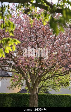 Bella vista primaverile di ciliegio rosa in fiore singolo (Prunus Shogetsu Oku Miyako) albero con foglie di castagno in primo piano, Ballawley Park, Dublino Foto Stock