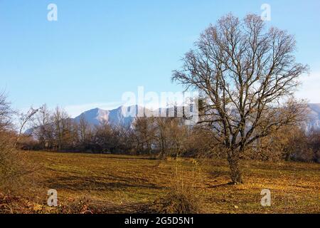 Albero solitario in un campo su uno sfondo di montagne innevate. Foto Stock