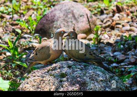 Le colombe affettuose mostrano amore Foto Stock