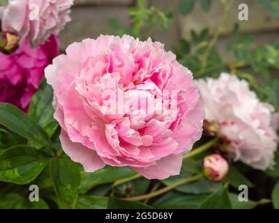 Primo piano di una splendida fioritura rosa di Peony Foto Stock