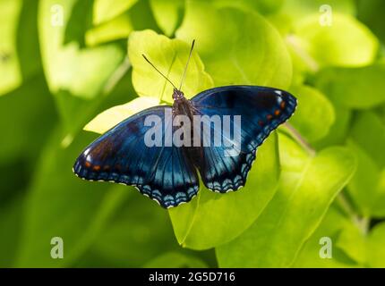 Red-spotted Purple Admiral Butterfly, Limenitis arthemis astyanax, ha per lo più blu lato dorsale delle ali. Il lato ventrale è rosso arancione. Foto Stock