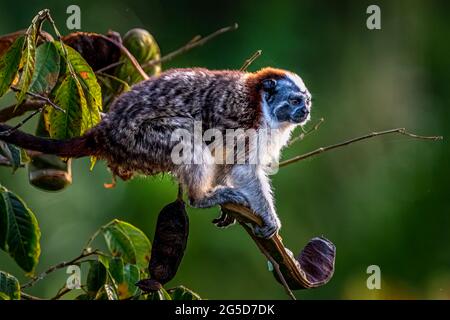 Scimmia tamarina di Geoffroy su un albero alla ricerca di cibo nella foresta pluviale di Panama Foto Stock