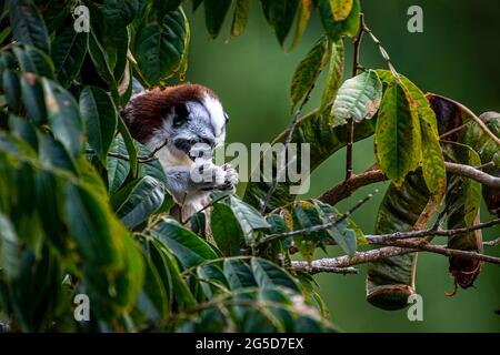 La scimmia tamarina di Geoffroy mangia cibo nella foresta pluviale di Panama Foto Stock