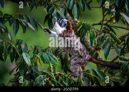 Scimmia tamarina di Geoffroy su un albero alla ricerca di cibo nella foresta pluviale di Panama Foto Stock