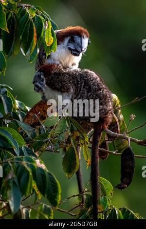 Scimmia tamarina di Geoffroy su un albero alla ricerca di cibo nella foresta pluviale di Panama Foto Stock