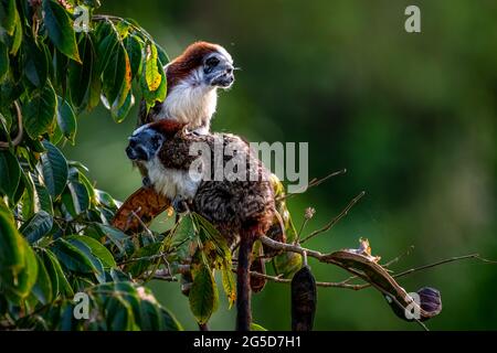 Scimmia tamarina di Geoffroy su un albero alla ricerca di cibo nella foresta pluviale di Panama Foto Stock