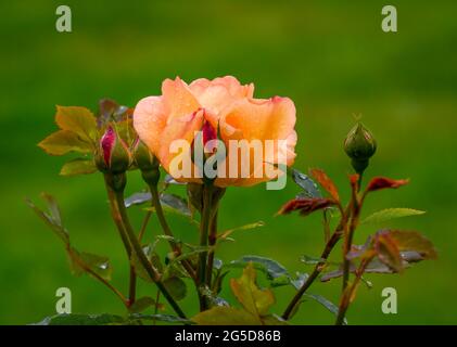 Bella rosa arancione pallido in piena fioritura e circondato da boccioli di rose Foto Stock