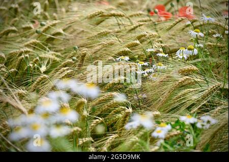 Campo di grano con diversi fiori selvatici alla fine di giugno Foto Stock