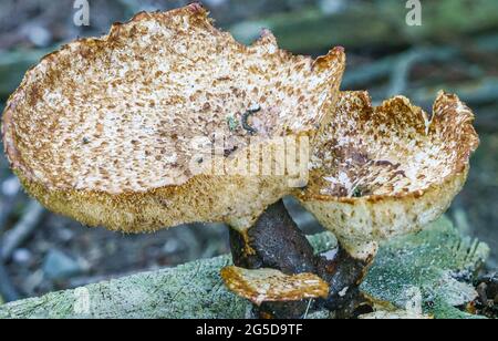 Molto grande (fino a 50cm) Cerioporus squamosus aka Polyporus squamossus è un fungo basidiomicete a staffa, con nomi comuni tra cui la sella di dryad e. Foto Stock