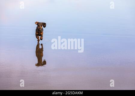 Foto di dachshund cuccioli come badger cane a piedi sulla spiaggia del mare. Cane divertente gestito da piscina d'acqua. Azioni, giochi di formazione con animali domestici di famiglia e cane popolare Foto Stock