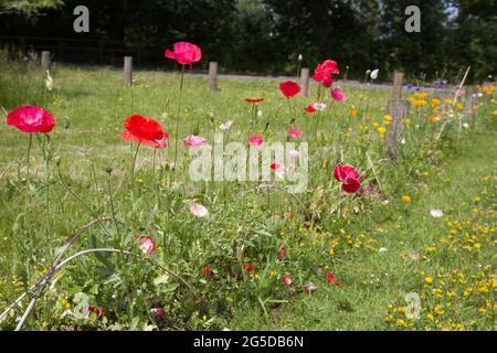 Fiori selvatici crescono su un villaggio verde Foto Stock