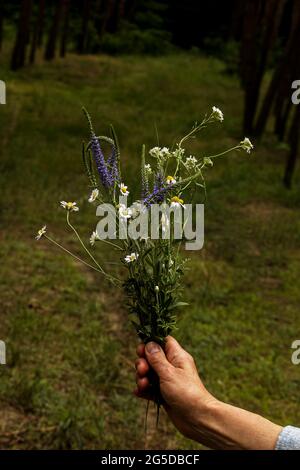 La mano di una donna bianca anziana tiene un bouquet di fiori selvatici sullo sfondo di una foresta verde. Fiori, prato. Raccolta di fiori selvatici. Foto Stock