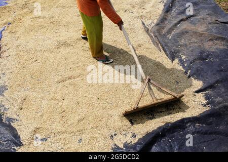 Bogor, Indonesia. 26 Giugno 2021. Coltivatori di grano di riso secco prima di un processo di raffinazione in un campo di riso a Bogor, Giava occidentale, Indonesia, il 26 giugno 2021. (Foto di Adriana/INA Photo Agency/Sipa USA) Credit: Sipa USA/Alamy Live News Foto Stock