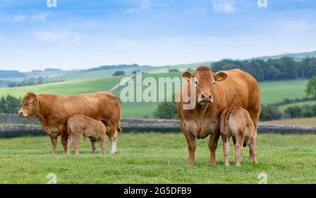 Pedigree mucca di manzo Limousin con il suo latte di vitello che succhia da lei. Forest of Bowland, Lancashire, Regno Unito. Foto Stock