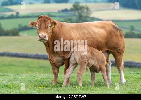 Pedigree mucca di manzo Limousin con il suo latte di vitello che succhia da lei. Forest of Bowland, Lancashire, Regno Unito. Foto Stock