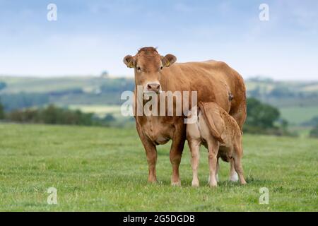 Pedigree mucca di manzo Limousin con il suo latte di vitello che succhia da lei. Forest of Bowland, Lancashire, Regno Unito. Foto Stock