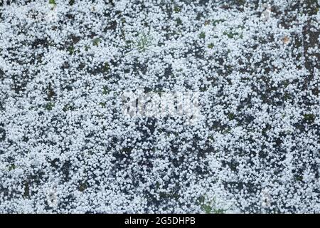 Grandine dopo una tempesta di ghiaccio sulla strada Foto Stock