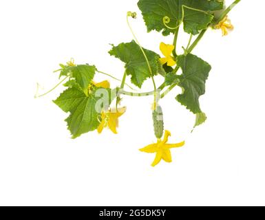 Pianta di cetriolo. Cetriolo con foglie e fiori isolati su sfondo bianco. Foto Stock