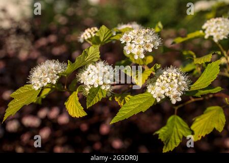 Maroon rosso lievito e fiori bianchi di Physocarpus opulifolius nel giardino a maggio al tramonto Foto Stock