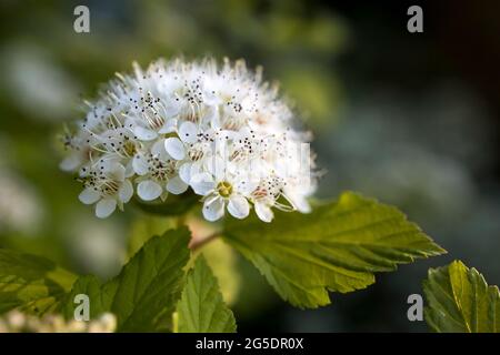 Maroon rosso lievito e fiori bianchi di Physocarpus opulifolius nel giardino a maggio al tramonto Foto Stock