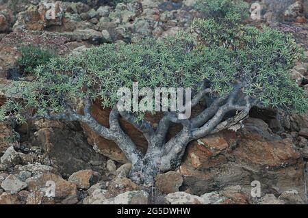 Euphorbia balsamifera, conosciuta anche come dolce tabaiba pianta, endemica delle isole Canarie, e che cresce in disamichevole, rocce badlands, popolare per le sue resine Foto Stock