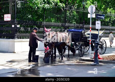 Vienna, Austria. Fiaker annaffiò il suo cavallo a causa del grande calore Foto Stock