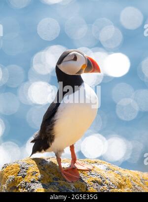 Ritratto di Puffin - Atlantic Puffin (fratercola artica) in piedi su una scogliera coperta di lichen con mare blu scintillante - Isola di Maggio, Scozia, UK Foto Stock