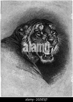 Incisione di una tigre arrabbiata e ruggente Foto Stock