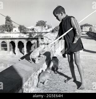 Anni '50, storico, Benares, India, un giovane ragazzo indiano, in barefeet e con un bastone, nutrendo alcune scimmie di strada su un ponte di pietra. Foto Stock