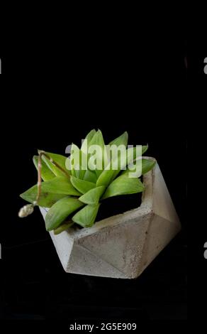 succulente in una pentola di cemento Foto Stock