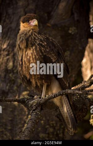 Carancho (Caracara plancus) in piedi su un ramo di albero nel Parco Nazionale Nahuel Huapi, Patagonia Argentina. Foto Stock