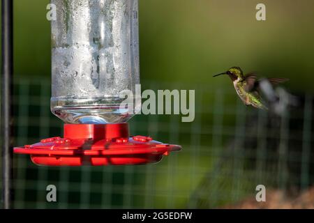 Colibrì con gola di rubino (Archilochus colubris) Foto Stock