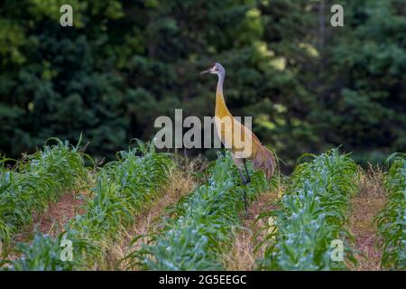 La gru di arenaria (Antigone canadensis) sul campo Foto Stock