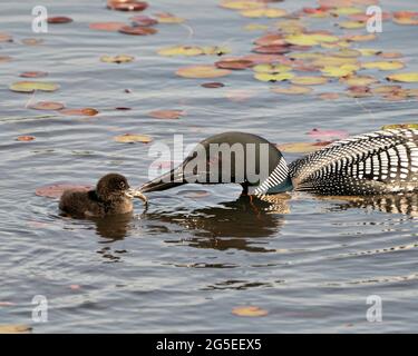 Loon comune e pulcino bambino loon nuotare in stagno e celebrare la nuova vita con le pastiglie di giglio d'acqua nel loro ambiente e habitat. loon padre. Foto Stock