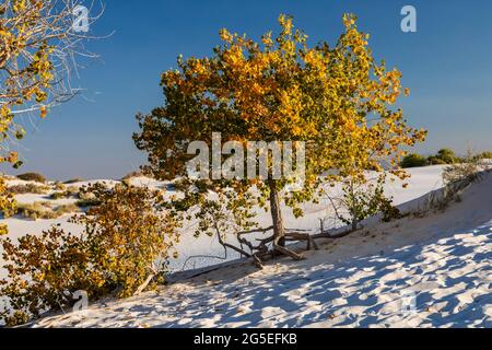 Rio Grande Cottonwood (Populus deltoids wizlizenii) con colori autunnali in dune di gesso nel Parco Nazionale White Sands, New Mexico Foto Stock