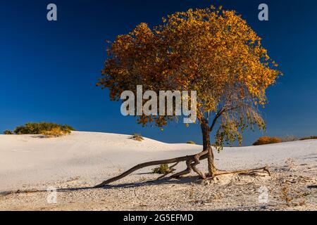 Rio Grande Cottonwood (Populus deltoids wizlizenii) con colori autunnali in dune di gesso nel Parco Nazionale White Sands, New Mexico Foto Stock