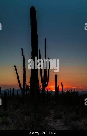 Cactus Saguaro (Carnegiea gigantea) al tramonto nel Parco nazionale del Saguaro, Arizona Foto Stock