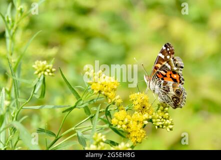 Farfalla della Signora americana (Vanessa virginiensis) che si nutra su piccoli fiori gialli. Spazio di copia. Primo piano. Foto Stock