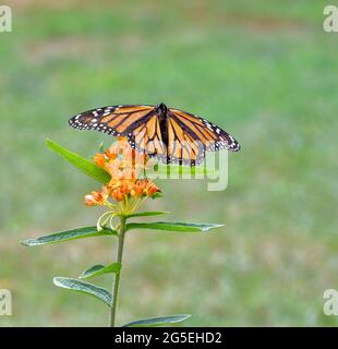 La farfalla monarca (Danaus plexippus) si allontana su un grappolo di fiori d'erbacce alla farfalla (Asclepias tuberosa). Spazio di copia. Foto Stock