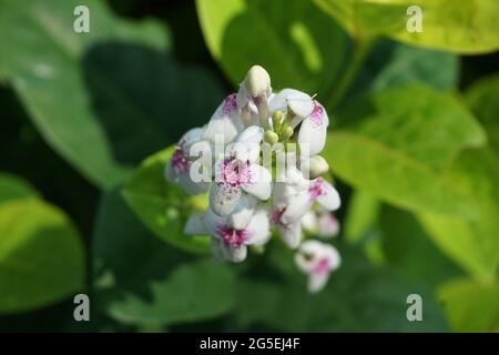 Pseuderanthemum reticulatum (gelsomino giapponese, melati jepang) con sfondo naturale Foto Stock