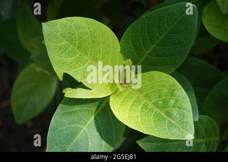 Pseuderanthemum reticulatum (gelsomino giapponese, melati jepang) con sfondo naturale Foto Stock