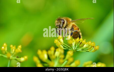 Un'ape di miele (Apis mellifera) si nutre di piccoli fiori di finocchio. La sua lingua rossastra si estende nel fiore giallo per disegnare il suo nettare. Spazio di copia. Foto Stock