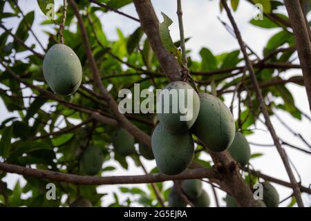 Primo piano di Mango appeso, mango campo, mango fattoria con bianco isolato, concetto agricolo, settore agricolo concetto Foto Stock